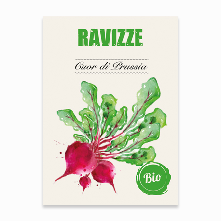 Ravizze